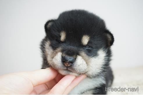 成約済の奈良県の柴犬-195938の5枚目