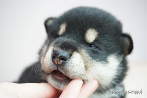 成約済の奈良県の柴犬-195938の1枚目