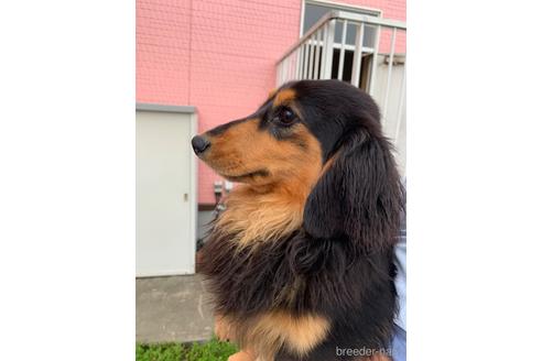 ドルチェくん1枚目