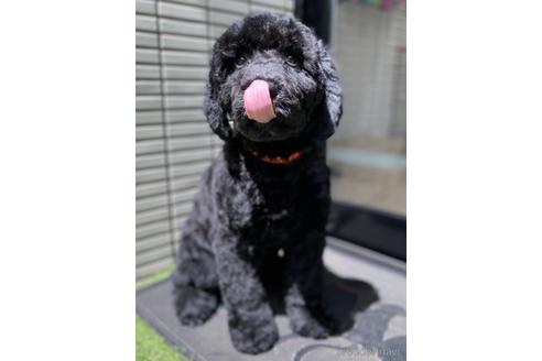 成約済の東京都のミックス犬-190366の17枚目