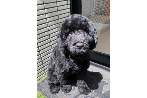 成約済の東京都のミックス犬-190366の16枚目