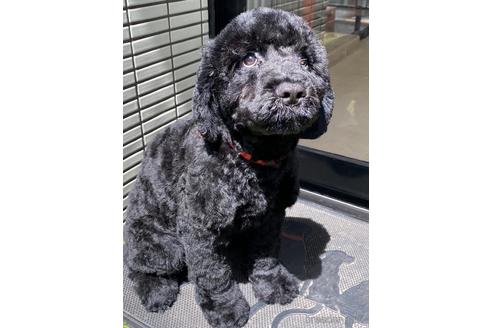 成約済の東京都のミックス犬-190366の15枚目