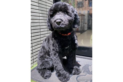 成約済の東京都のミックス犬-190366の14枚目