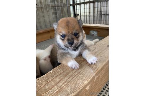 成約済の山梨県の豆柴-196005の5枚目