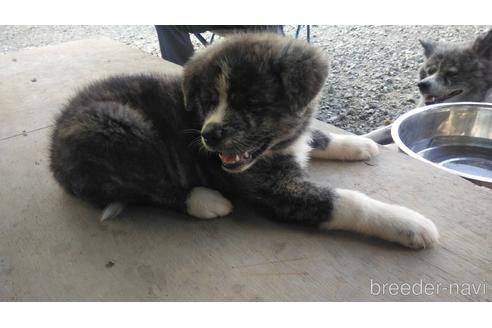 成約済の山梨県の秋田犬-196013の2枚目