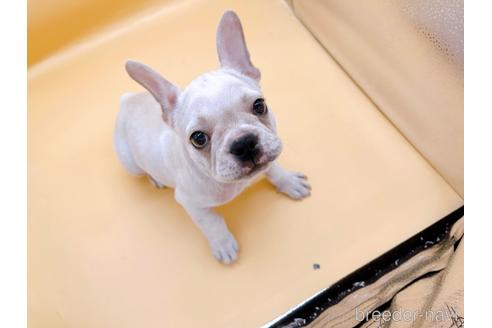 成約済の東京都のフレンチブルドッグ-196133の6枚目