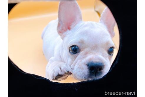 成約済の東京都のフレンチブルドッグ-196133の7枚目