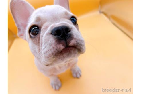 成約済の東京都のフレンチブルドッグ-196133の1枚目