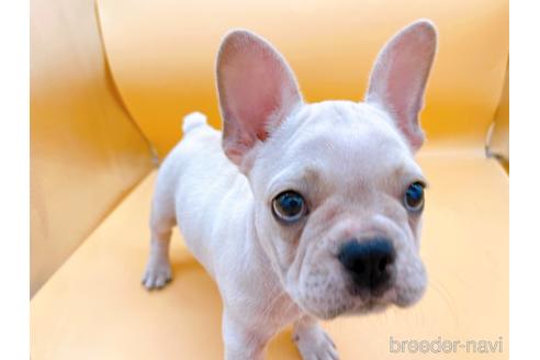 成約済の東京都のフレンチブルドッグ-196133の2枚目