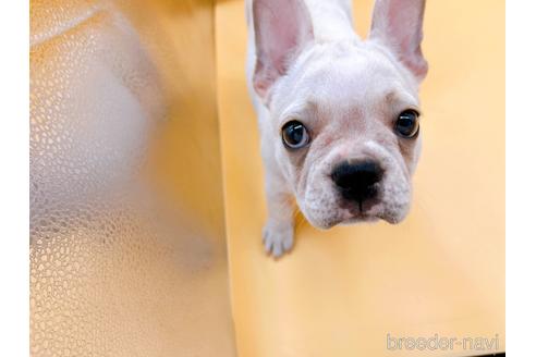 成約済の東京都のフレンチブルドッグ-196133の3枚目