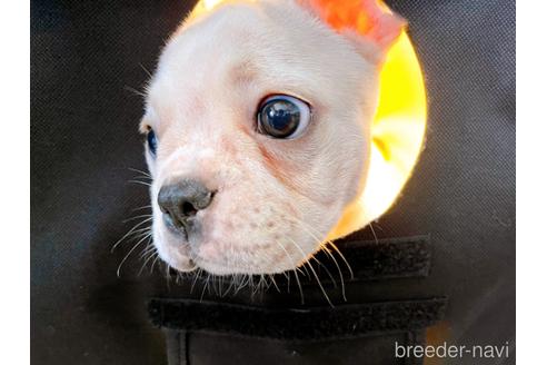 成約済の東京都のフレンチブルドッグ-196133の4枚目