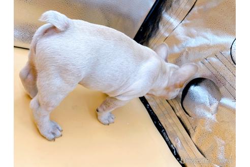 成約済の東京都のフレンチブルドッグ-196133の5枚目