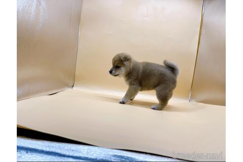 成約済の東京都の柴犬-196127の9枚目