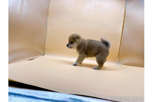 成約済の東京都の柴犬-196127の10枚目