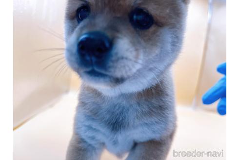 成約済の東京都の柴犬-196127の3枚目