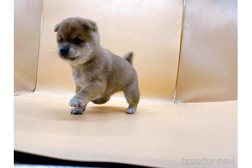 成約済の東京都の柴犬-196127の4枚目