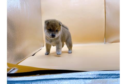 成約済の東京都の柴犬-196127の5枚目