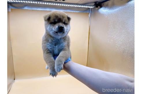 成約済の東京都の柴犬-196127の7枚目