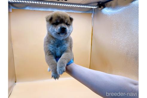 成約済の東京都の柴犬-196127の8枚目