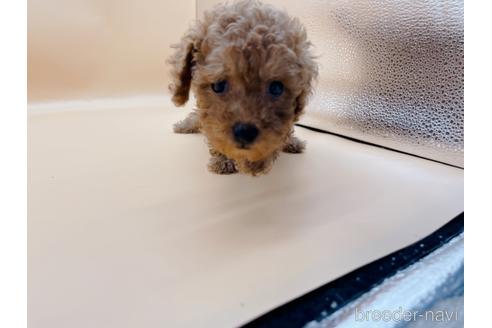 成約済の東京都のトイプードル-196137の15枚目