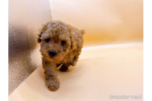 成約済の東京都のトイプードル-196137の11枚目