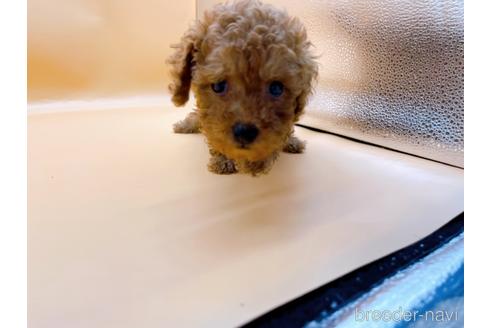 成約済の東京都のトイプードル-196137の14枚目