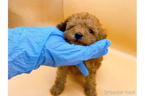 成約済の東京都のトイプードル-196137の3枚目