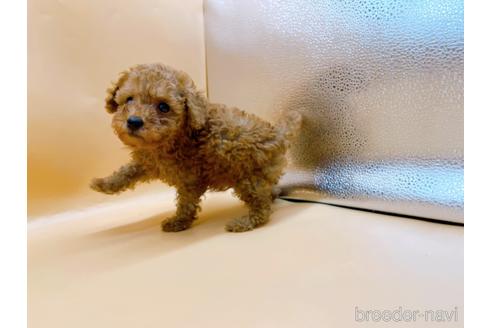 成約済の東京都のトイプードル-196137の5枚目