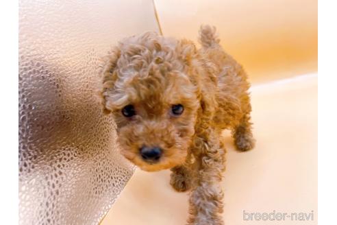 成約済の東京都のトイプードル-196137の8枚目