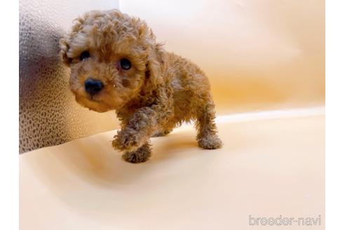 成約済の東京都のトイプードル-196137の9枚目