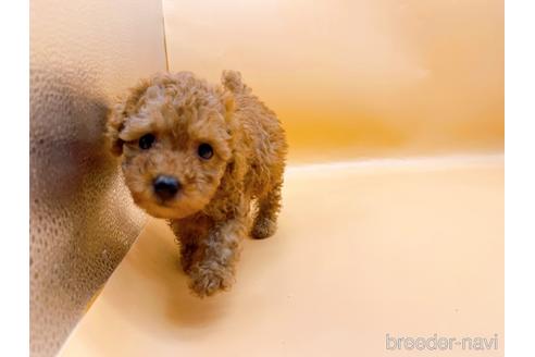 成約済の東京都のトイプードル-196137の10枚目