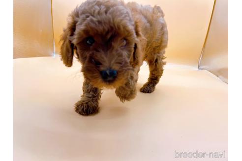 成約済の東京都のトイプードル-196136の2枚目