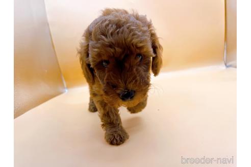 成約済の東京都のトイプードル-196136の4枚目