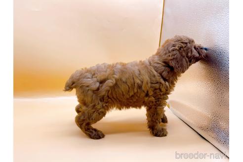 成約済の東京都のトイプードル-196136の6枚目