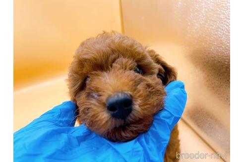 成約済の東京都のトイプードル-196136の7枚目