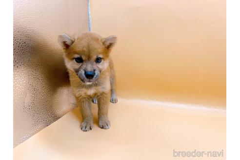 成約済の東京都の柴犬-196131の21枚目