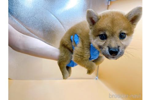 成約済の東京都の柴犬-196131の20枚目