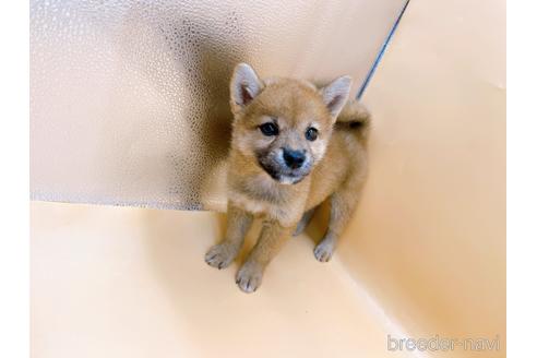 成約済の東京都の柴犬-196131の19枚目