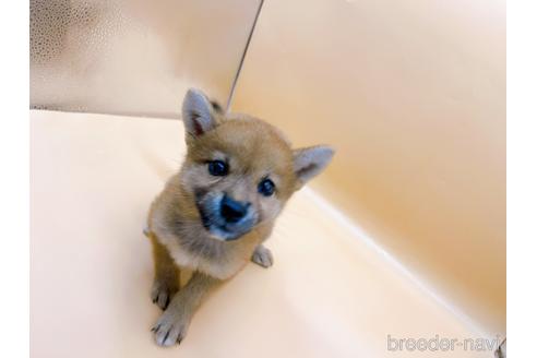 成約済の東京都の柴犬-196131の18枚目