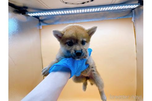 成約済の東京都の柴犬-196131の17枚目