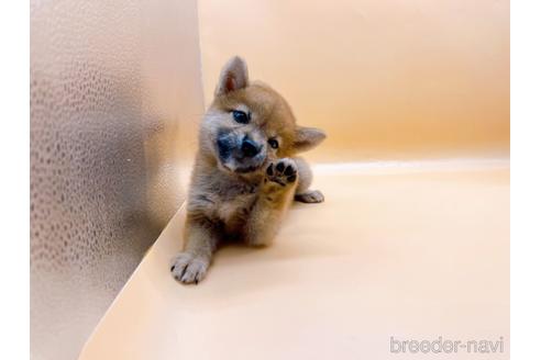 成約済の東京都の柴犬-196131の16枚目