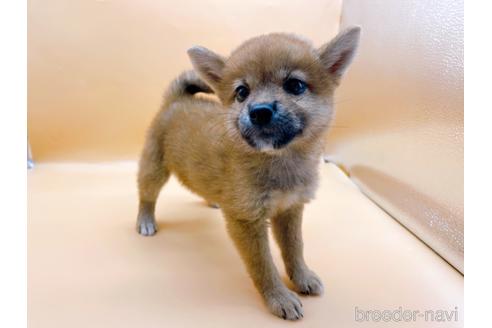 成約済の東京都の柴犬-196131