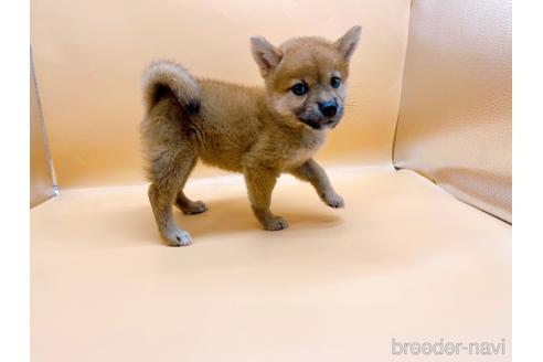 成約済の東京都の柴犬-196131の15枚目