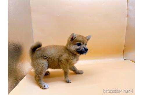 成約済の東京都の柴犬-196131の14枚目