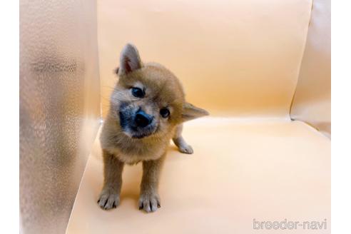 成約済の東京都の柴犬-196131の7枚目