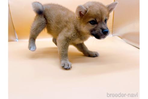 成約済の東京都の柴犬-196131の10枚目