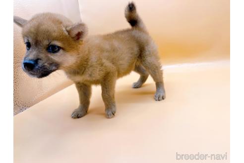 成約済の東京都の柴犬-196131の9枚目