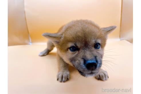 成約済の東京都の柴犬-196131の8枚目