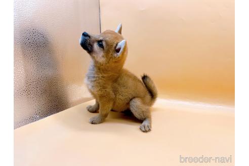 成約済の東京都の柴犬-196131の6枚目