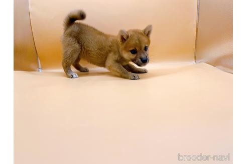 成約済の東京都の柴犬-196131の4枚目